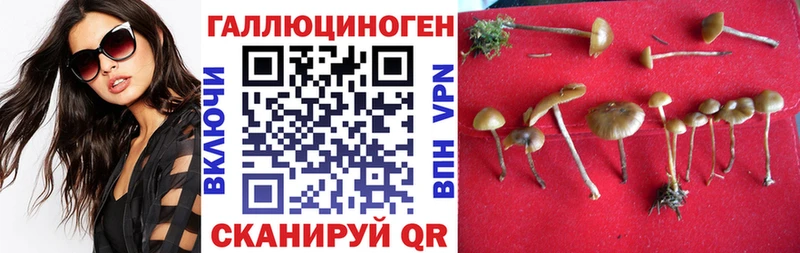 Галлюциногенные грибы Psilocybe  Купить  Кашин 